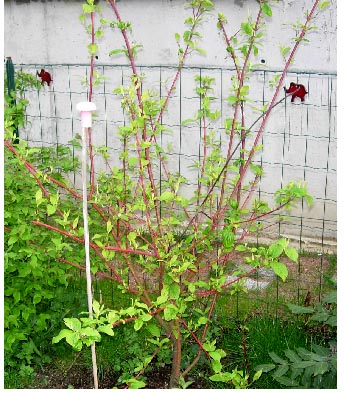 Cornus alba siberica