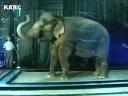 Un éléphant dans une bulle de savon… !