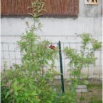 Viburnum bodnantense