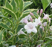 weigela-florida-variegata