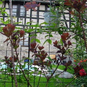 cotinus cog. \"royal purple\"