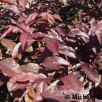 Prunus Cerasifera Nigra