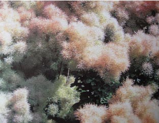 cotinus en fleurs