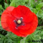 coquelicot