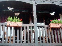 papillons