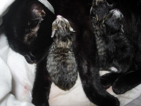 capsule_- chatons de 4 h max !