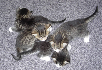 chatons