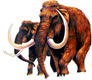 mamouth laineux