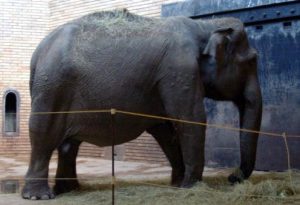 zoo sofia bulgarie