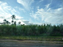 plantation de cannes à sucre