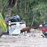 déchets cochons poules