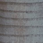tronc de palmier, une merveille de perfection !