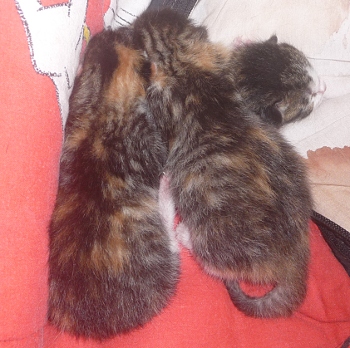chatons_j1 chatons_j1