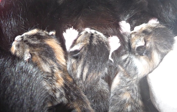 chatons_j2 chatons_j2