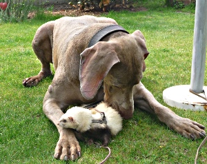 complicité chien/furet