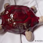 2009_tortuedesalon22 2009_tortuedesalon22