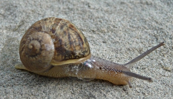 escargot escargot