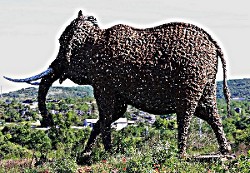 Elephant du Caylar__Photo PiouPiou