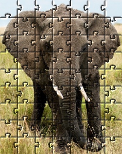 elephant