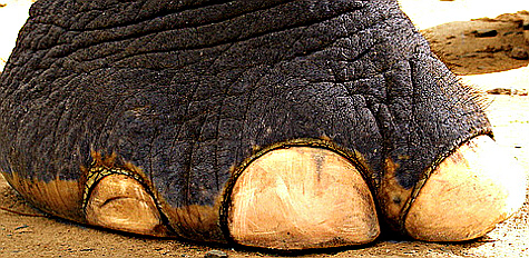 Afficher limage dorigine