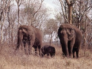 Elephants de la réserve naturelle de Mudumalai