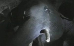 éléphanteau
