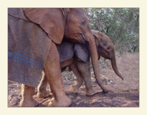 Elephant Sheldrick Wildlife Trust
