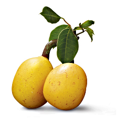 Amarula Fruit