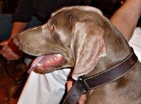 Sax VON RAMENWALD 2009