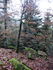 forêt de la vallée de la Bruche