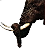 Un éléphant, ça trompe énormément... !