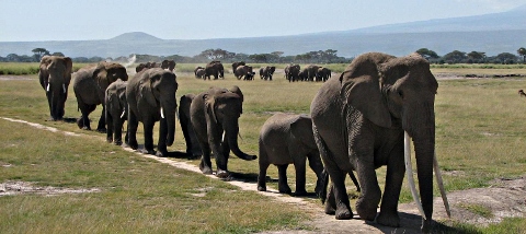 ainsi marchent les elephants ainsi marchent les elephants