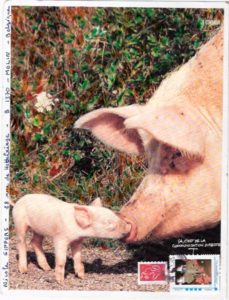 theme cochon
