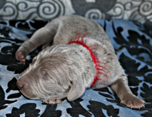 Koda _ 3 jours