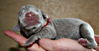 Koda_naissance 27_01_2011
