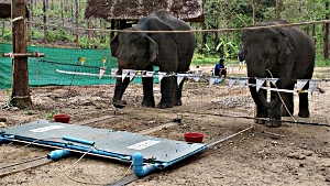 cooperation