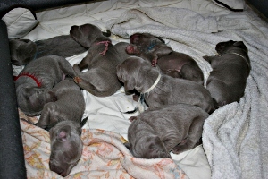 koda 10jours et sa fratrie