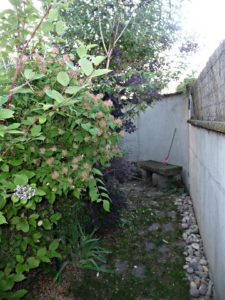 photinia, Kolkwitzia ,Cotinus , Buddleia photinia, Kolkwitzia ,Cotinus , Buddleia