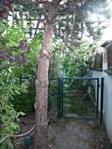 Prunus,Malus evereste, Cornus,Viburnum, Prunus,Malus evereste, Cornus,Viburnum,