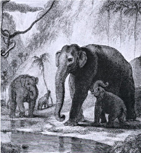 memoires d'elephant lorient memoires d'elephant lorient