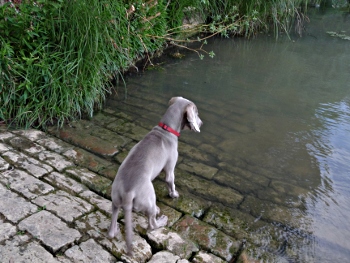 koda - braque de weimar _ 4mois