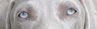 koda_yeux