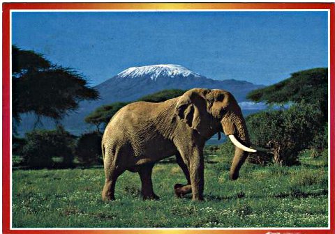 elephant 008