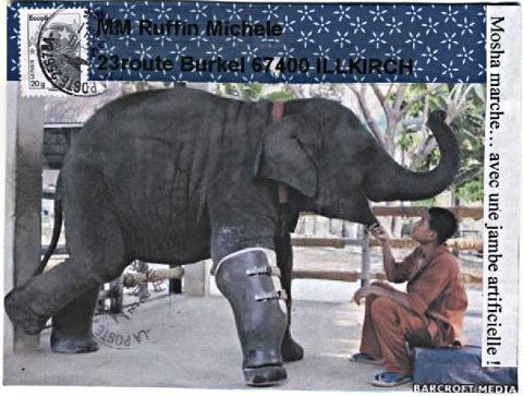 elephant 028_