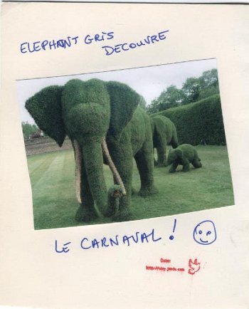 elephant 034