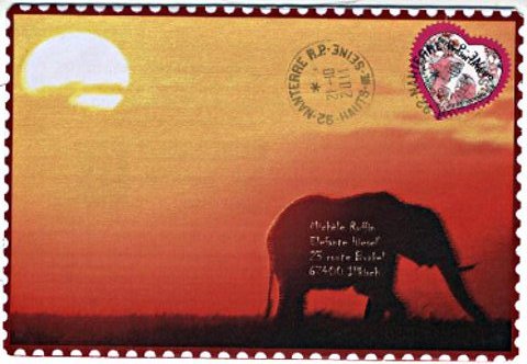 elephant 038