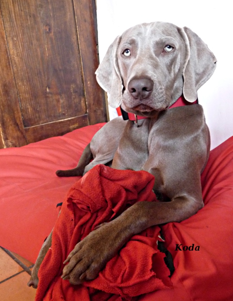 koda - 10 mois (novembre 2011)