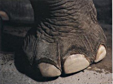 Un dessin, s'il vous plait ! Patte-elephant