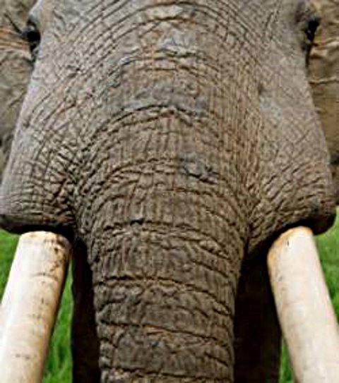 Il s'appelait éléphant de Sumatra (indonésie)