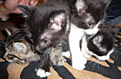 photo de famille à 6 semaines des 4 chatons de Carbone